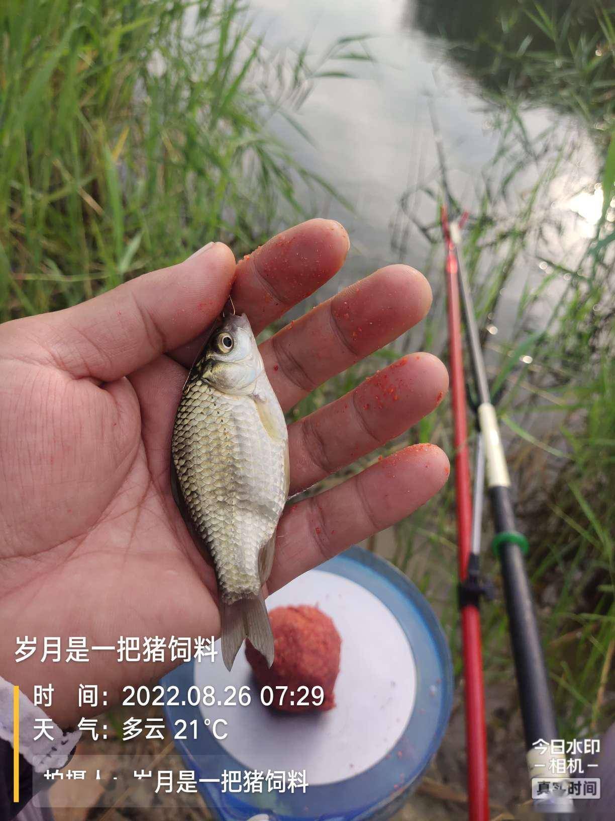 Kaiyun Sports-包含冲浪常规赛上演强强对话，徽州貔貅队大胜徽州灰熊队，战术调整见效；门前嗅觉决定胜负的词条